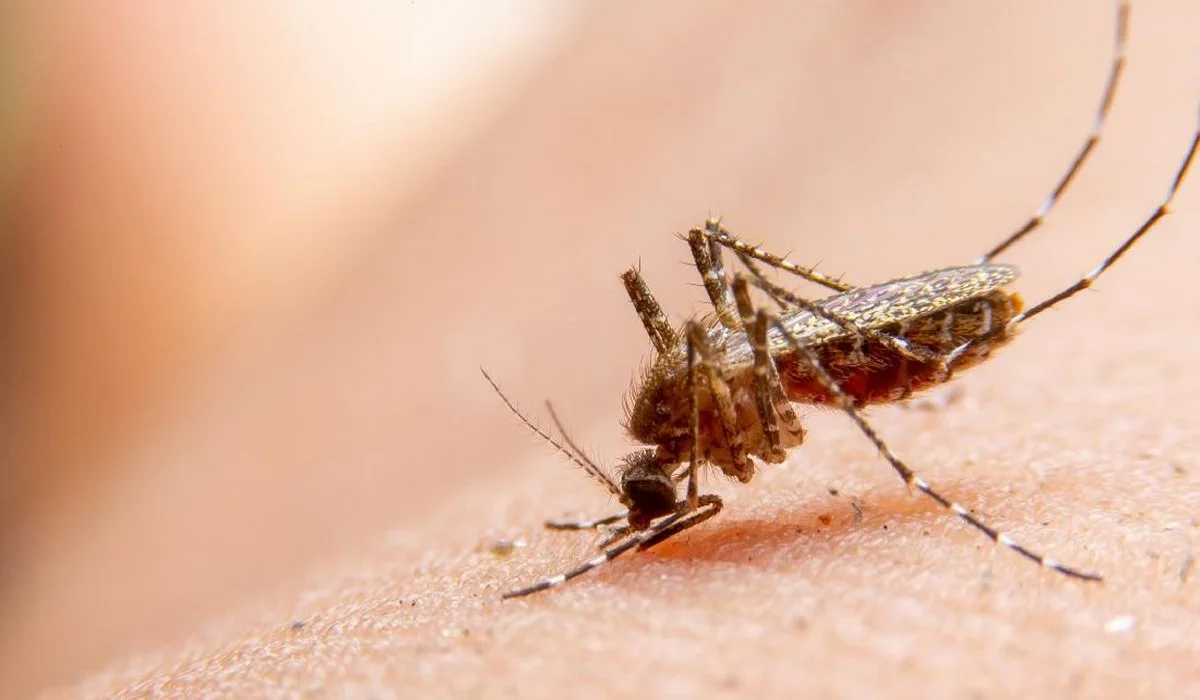 Wabah-Chikungunya-Melanda-China,-Kasus-Diperkirakan-Tembus-Angka-4.014