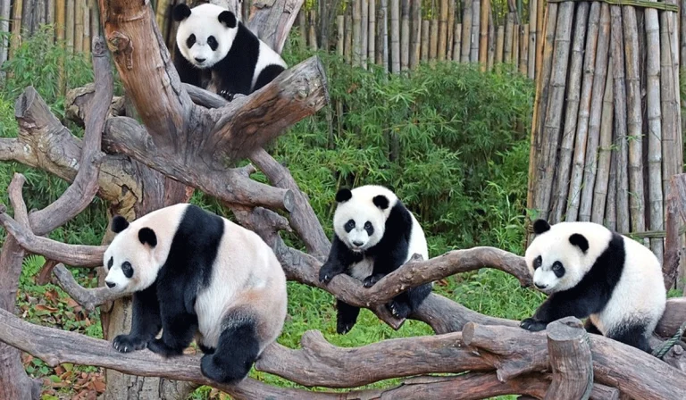 Chimelong Safari Guangzhou, Wisata Alam dan Satwa Yang Wajib Dikunjungi