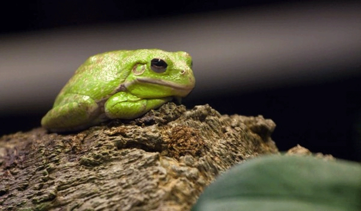 Viral! Nenek Menelan 8 Katak Hidup untuk Obati Sakit Punggung